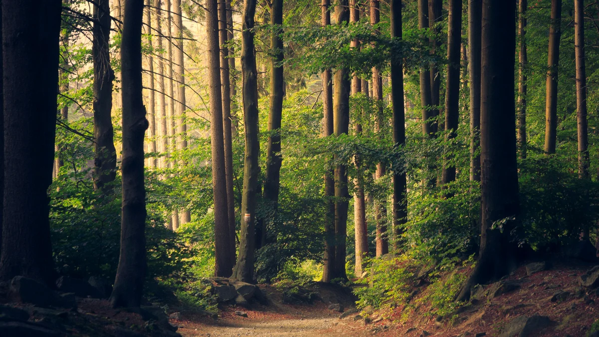 test20260120 - forest-path-original